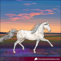 Horse Color:Chocolate Palomino Pearl Dun Tobiano Frame and Gray Chocolate Palomino Pearl Dun Tobiano Frame