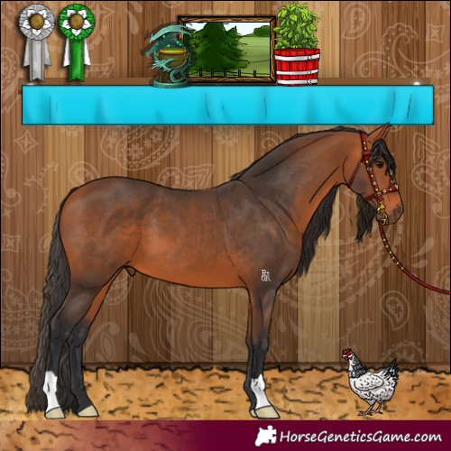 Horse Color:Bay 