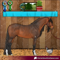 Horse Color:Bay 