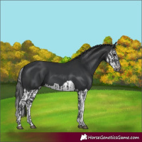 Horse Color:Black  and Black Splash 