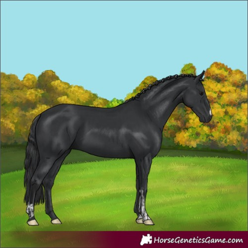 Horse Color:Black  and Black 