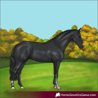 Horse Color:Black  and Black 