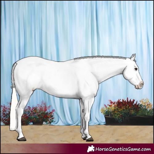 Horse Color:White Spotted Silver Bay Splash Frame Snowcap 