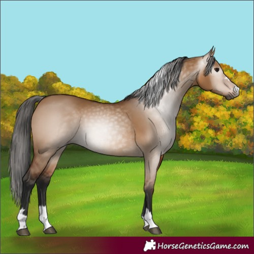 Horse Color:Gray Bay Dun 