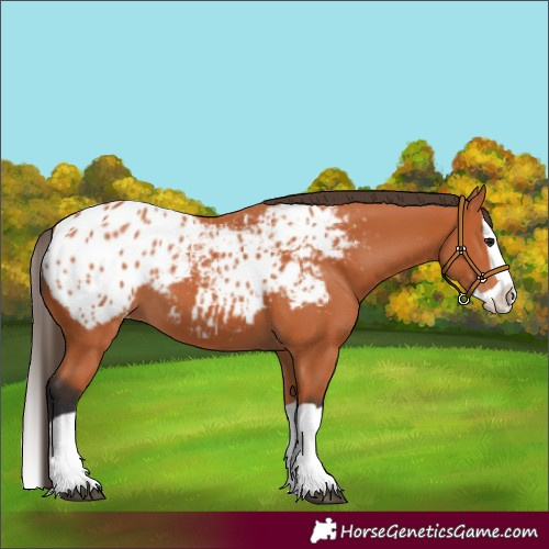 Horse Color:Bay Splash Appaloosa 