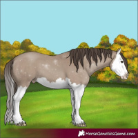 Horse Color:Classic Champagne Splash 