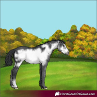 Horse Color:Black Frame