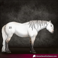 Horse Color:Gray Silver Bay Dun 