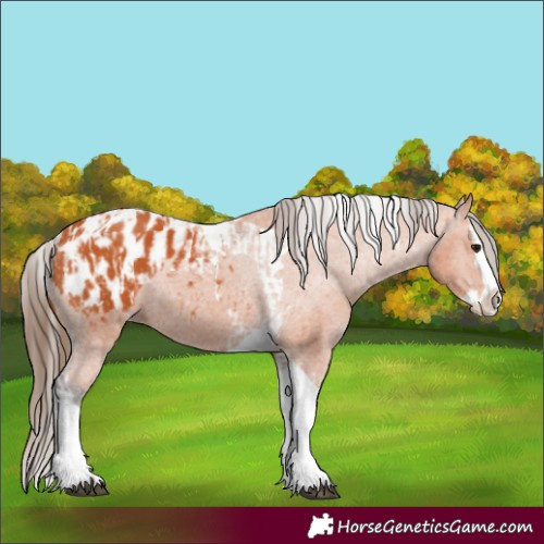 Horse Color:Bay Splash Tobiano Appaloosa and Bay Splash Tobiano Appaloosa