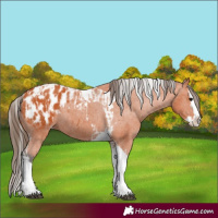 Horse Color:Bay Splash Tobiano Appaloosa  and Bay Splash Tobiano Appaloosa 