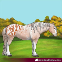 Horse Color:Bay Splash Tobiano Appaloosa and Bay Splash Tobiano Appaloosa