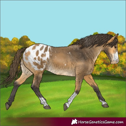 Horse Color:Buckskin Sabino Tobiano Appaloosa Rabicano 