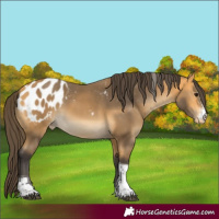 Horse Color:Buckskin Sabino Tobiano Blanket Rabicano 