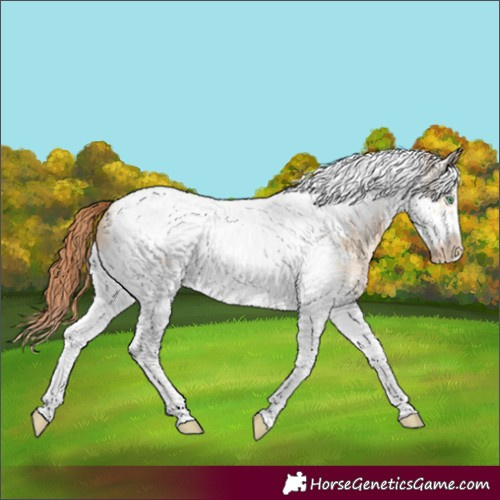 Horse Color:Classic Champagne Pearl Dun Sabino Tobiano Frame 