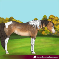 Horse Color:Buckskin Sabino Tobiano