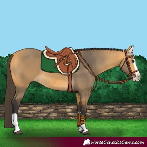Horse Color:Buckskin Splash 