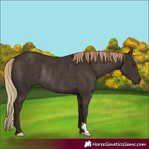Horse Color:Liver Chestnut Rabicano 