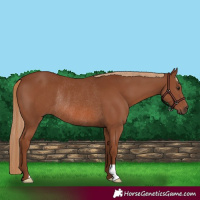 Horse Color:Chestnut Rabicano 