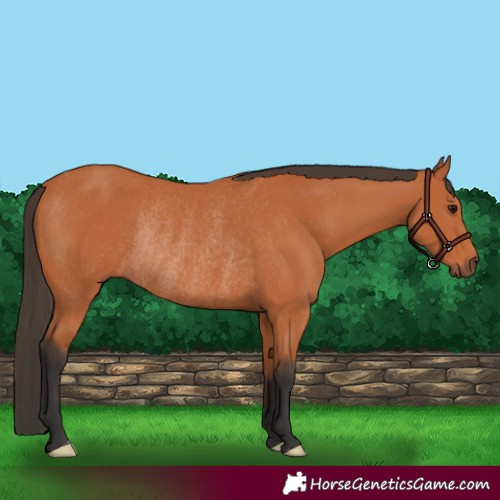 Horse Color:Bay Rabicano 