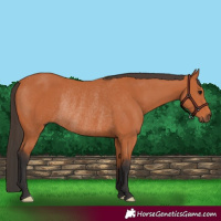 Horse Color:Bay Rabicano 