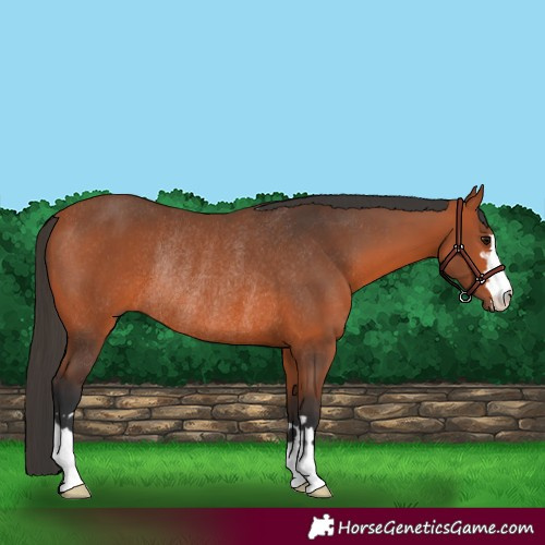 Horse Color:Bay Rabicano 