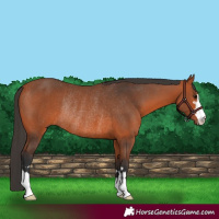 Horse Color:Bay Rabicano 