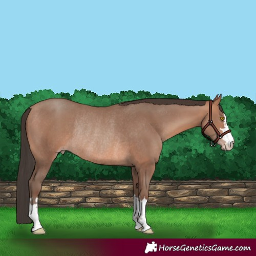 Horse Color:Amber Champagne Rabicano 