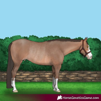 Horse Color:Amber Champagne Rabicano 