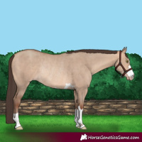 Horse Color:Amber Champagne Dun Rabicano