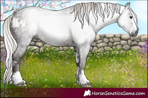 Horse Color:Gray White Spotted Silver Black