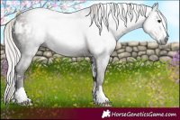 Horse Color:Gray White Spotted Silver Black 