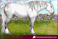 Horse Color:Gray White Spotted Silver Black