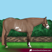 Horse Color:Liver Red Dun Frame Rabicano 