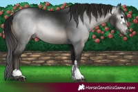 Horse Color:Gray Black 