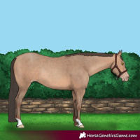 Horse Color:Amber Champagne Rabicano 