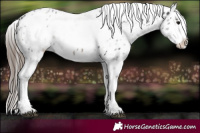 Horse Color:White Spotted Black Appaloosa 