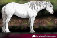 Horse Color:White Spotted Black Appaloosa