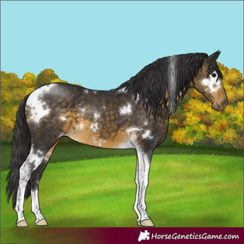 Horse Color:White Spotted Buckskin Tobiano 