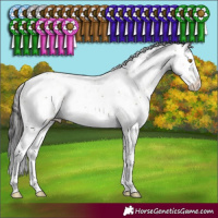 Horse Color:Buckskin Dun Mushroom Sabino Splash 