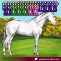 Horse Color:Buckskin Dun Mushroom Sabino Splash 