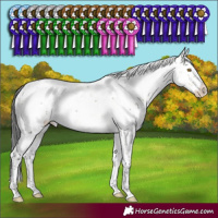 Horse Color:Buckskin Dun Mushroom Sabino Splash 
