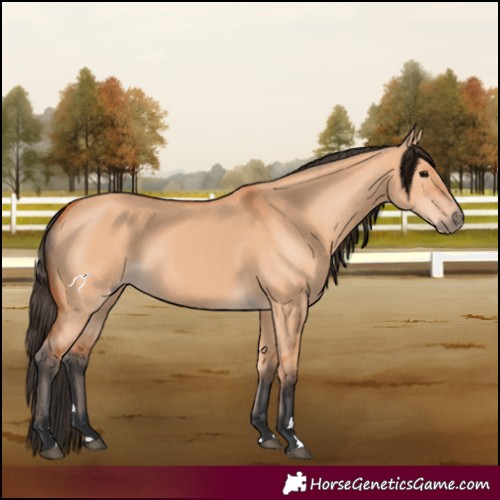 Horse Color:Bay Dun