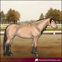 Horse Color:Bay Dun