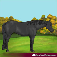 Horse Color:Black 