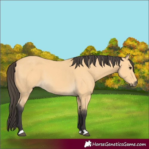 Horse Color:Buckskin