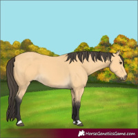 Horse Color:Buckskin 