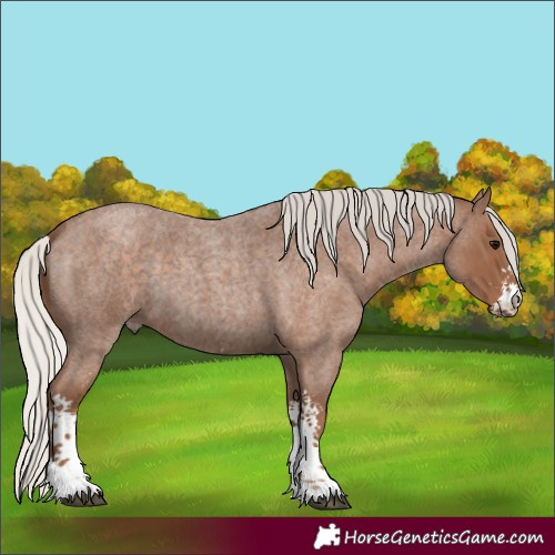 Horse Color:Silver Blue Roan Sabino 