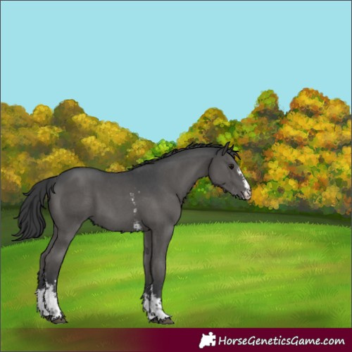 Horse Color:Black Sabino 