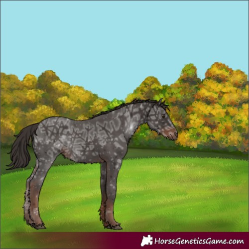 Horse Color:Liver Chestnut Ice
