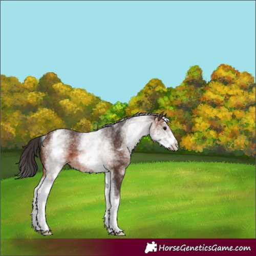 Horse Color:White Spotted Brown 